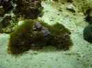 [TodoMarino.com] Nuevo en este mundo de los acuarios Marinos