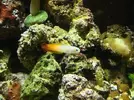 [TodoMarino.com] Nuevo en este mundo de los acuarios Marinos