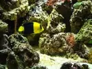 [TodoMarino.com] Nuevo en este mundo de los acuarios Marinos