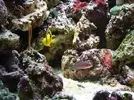 [TodoMarino.com] Nuevo en este mundo de los acuarios Marinos