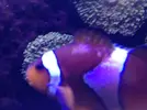 [TodoMarino.com] Como restaurar el equilibrio en un acuario.