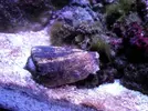 [TodoMarino.com] Reef marino tropical + sump refugio