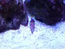 [TodoMarino.com] Reef marino tropical + sump refugio
