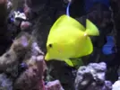 [TodoMarino.com] Reef marino tropical + sump refugio