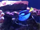[TodoMarino.com] Reef marino tropical + sump refugio