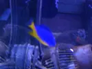 [TodoMarino.com] Reef marino tropical + sump refugio