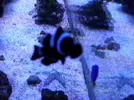 [TodoMarino.com] Reef marino tropical + sump refugio