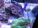 [TodoMarino.com] Reef marino tropical + sump refugio