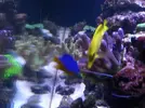 [TodoMarino.com] Reef marino tropical + sump refugio