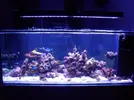 [TodoMarino.com] Reef marino tropical + sump refugio