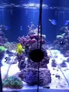 [TodoMarino.com] Reef marino tropical + sump refugio