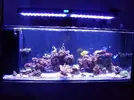 [TodoMarino.com] Reef marino tropical + sump refugio