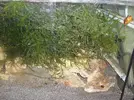 [TodoMarino.com] Reef marino tropical + sump refugio