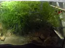 [TodoMarino.com] Reef marino tropical + sump refugio