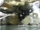 [TodoMarino.com] Reef marino tropical + sump refugio