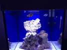 [TodoMarino.com] Recomendacion acuario a medida
