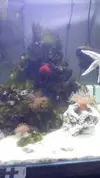 [TodoMarino.com] Experiencias con ultra algae x