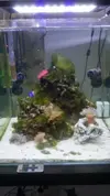 [TodoMarino.com] Experiencias con ultra algae x
