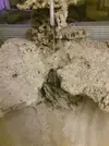 [TodoMarino.com] Cehegín Marine Reef