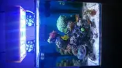 [TodoMarino.com] Open reef blau 91 litros ¿cuantos somos ?