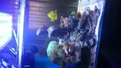 [TodoMarino.com] Open reef blau 91 litros ¿cuantos somos ?