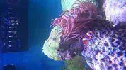 [TodoMarino.com] Open reef blau 91 litros ¿cuantos somos ?