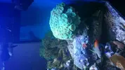 [TodoMarino.com] Open reef blau 91 litros ¿cuantos somos ?