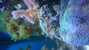 [TodoMarino.com] Open reef blau 91 litros ¿cuantos somos ?