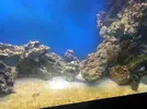 [TodoMarino.com] Sedimentos en el fondo del Acuario.