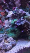 [TodoMarino.com] Vendo esquejes y polipos coral Discosomas  - ENVIO