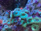 [TodoMarino.com] Vendo esquejes y polipos coral Discosomas  - ENVIO