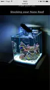 [TodoMarino.com] Amphiprioninae