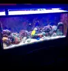 [TodoMarino.com] Amphiprioninae