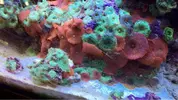 [TodoMarino.com] Amphiprioninae
