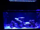 [TodoMarino.com] Mumino Reef 200