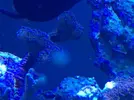 [TodoMarino.com] Stylophora con RTN o devorada de noche?