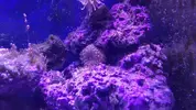 [TodoMarino.com] Taller - Solo Anemonas ... todo lo que siempre has querido saber...