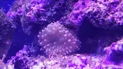 [TodoMarino.com] Taller - Solo Anemonas ... todo lo que siempre has querido saber...