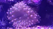 [TodoMarino.com] Taller - Solo Anemonas ... todo lo que siempre has querido saber...