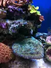 [TodoMarino.com] OXIPORA  zampona!!!