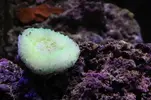 [TodoMarino.com] mi acuario con 2 focos de 30w