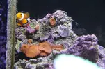 [TodoMarino.com] mi acuario con 2 focos de 30w
