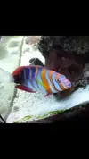 [TodoMarino.com] * Choerodon fascinata