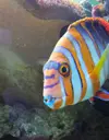 [TodoMarino.com] * Choerodon fascinata