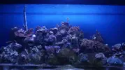 [TodoMarino.com] aqui les muestro un tris de mi reef