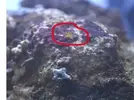 [TodoMarino.com] Que son estos gusanillos????