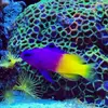 [TodoMarino.com] Micro reef  56 litros
