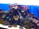 [TodoMarino.com] os presento mi reef 240 litros.