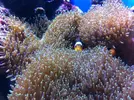 [TodoMarino.com] os presento mi reef 240 litros.
