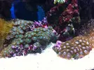 [TodoMarino.com] os presento mi reef 240 litros.